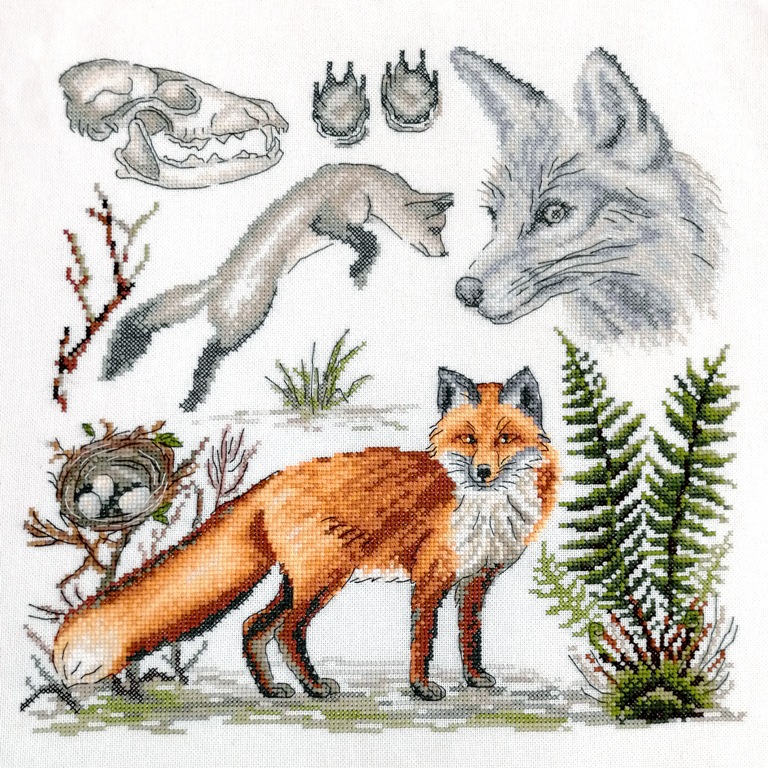 (image for) Zoology - A Red Fox